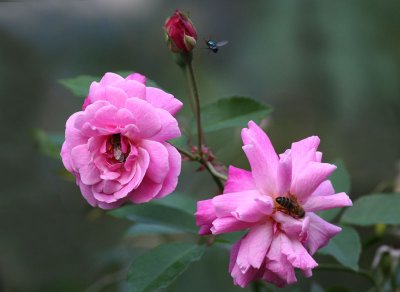 Old Blush, china rose 1752