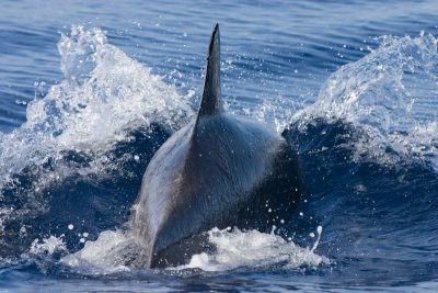 Bottlenose Dolphin - Sao Miguel - Azores