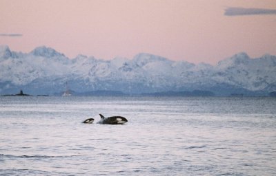 Orcas - Tysfjord