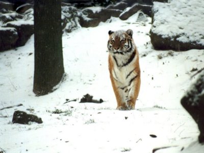 Siberian Tiger