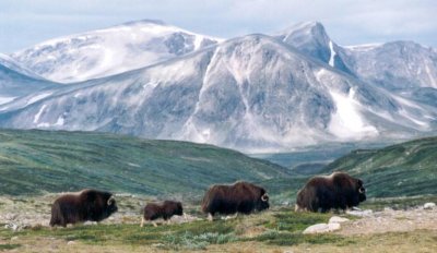 Muskox - Dovrefjell