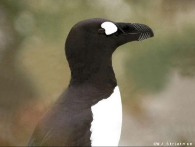 Great Auk
