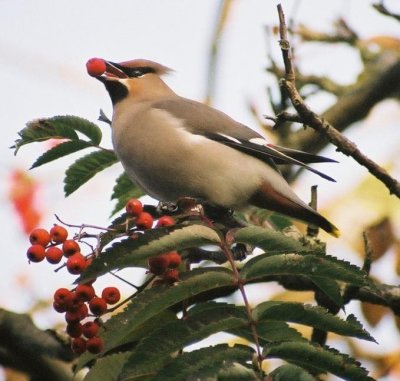 Northern Waxwing - Utrecht