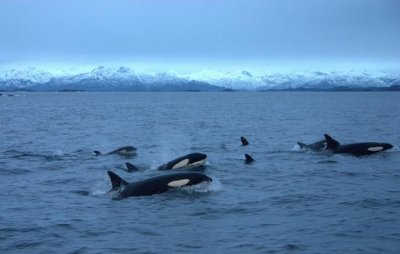 Orcas - Tysfjord