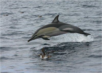 Common Dolphin - Sao Miguel - Azores