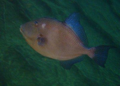 Grey Triggerfish - Azores
