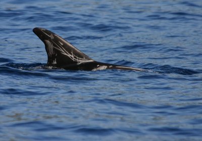 Risso's Dolphin - Sao Miguel - Azores