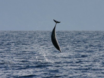 Spotted Dolphin - Sao Miguel - Azores