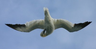 Acrobatic Gannet