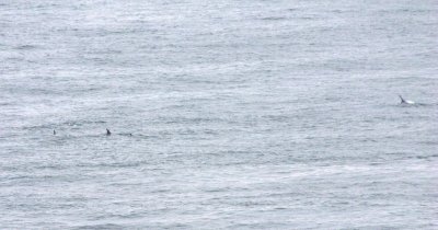 Risso's Dolphins