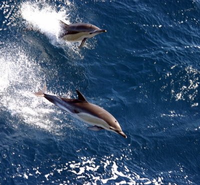 Common Dolphins - Bay of Biscay 2007