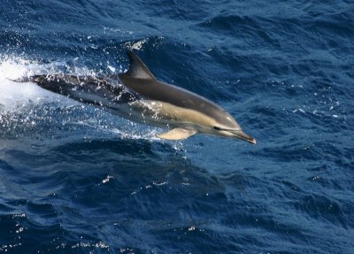 Common Dolphin - Bay of Biscay 2007