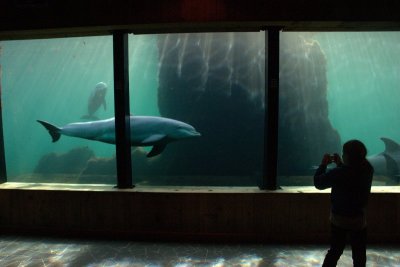 Bottlenose Dolphin panorama