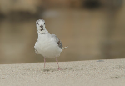 g6/80/937780/3/150022994.ZODuAb39.jpg