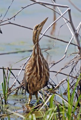 American Bittern