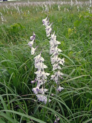 Prairie Larkspurs (Delphinium carolinianum ssp. virescens)