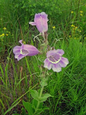 Penstemon cobea