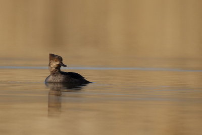 hooded merganser  --  harle couronne