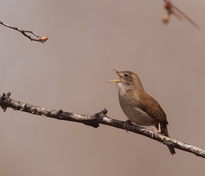 house wren  --  troglodyte familier