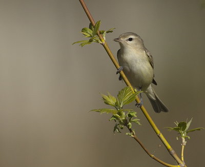 warbling viero  --  vireo melodieux