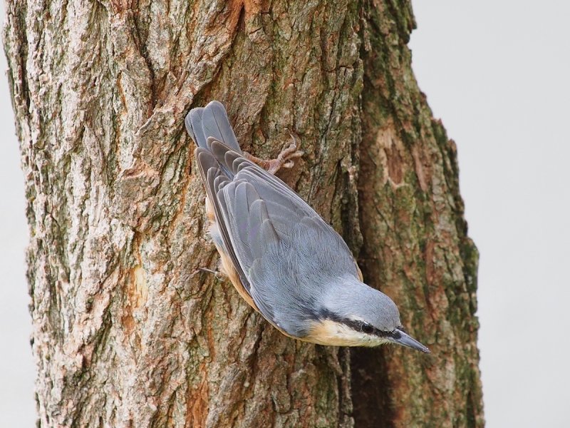 Eurasian Nuthatch