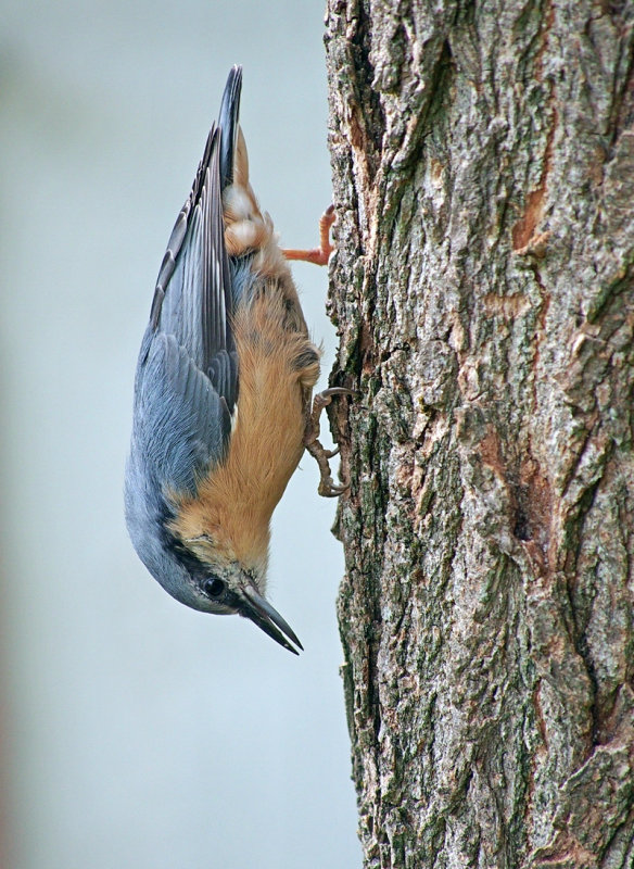 Eurasian Nuthatch