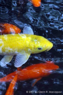 Yellow koi