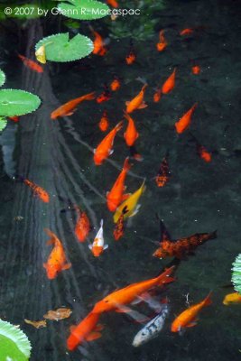 Koi pond