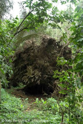 Uprooted