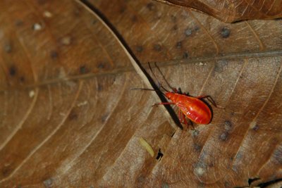 Bataan Insects