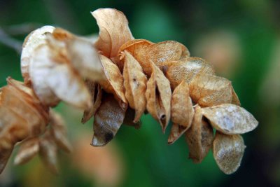 Male Flower