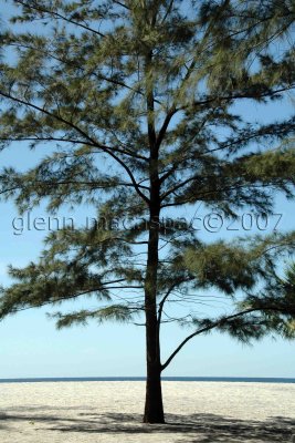 Tree on a sand