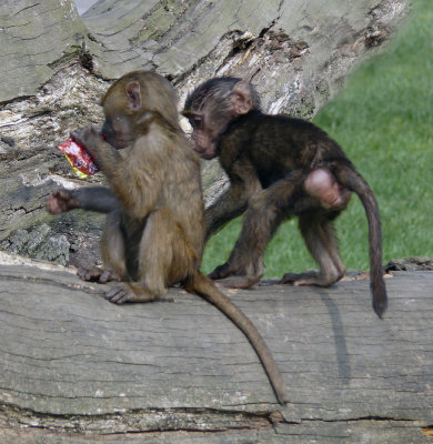Baby baboons.
