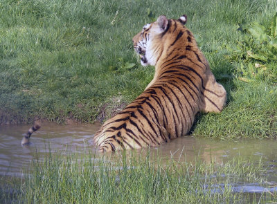 Tiger in pond.