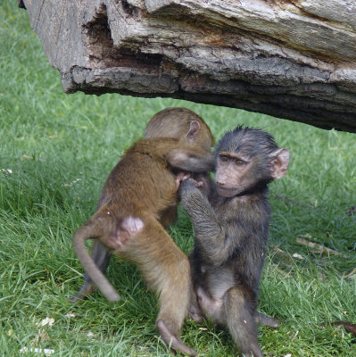 Baby baboons fighting.