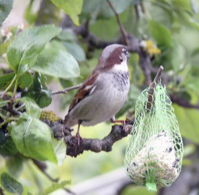 bird at Doreen's.