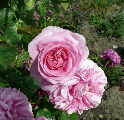 Roses. June 2007