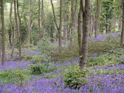 Bluebell Wood.