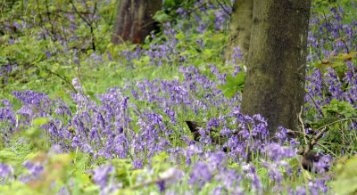 Bluebells.