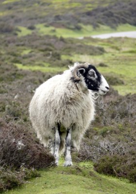 On the Moors.