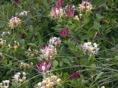 Red wild honeysukle