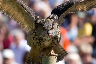 Eagle owl