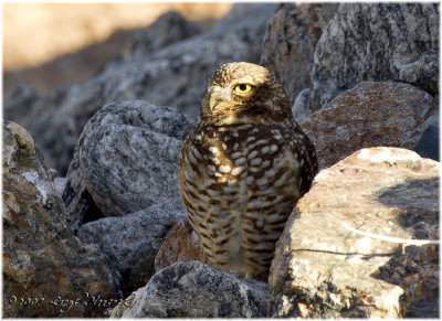 burrowing owl