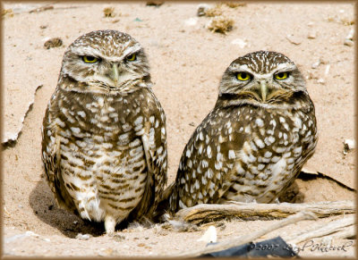 Owl Pair