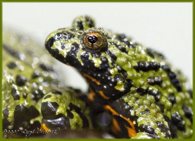 Frog - January 28