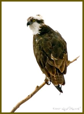 Osprey