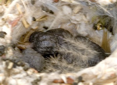 baby fledglings! - Feb 26