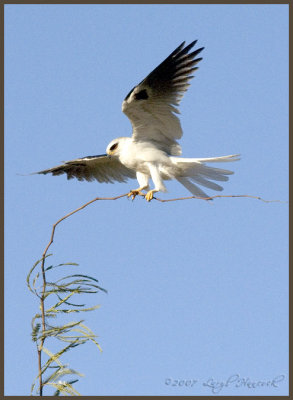 White-Tailed Kite landing