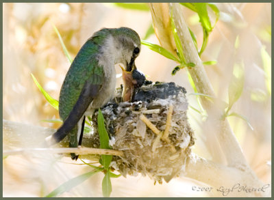 Baby Hummingbird ..eating