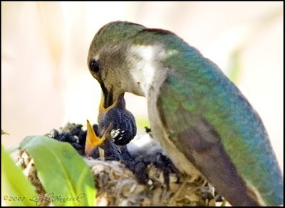 Feb. 28, 2007 baby hummingbirds